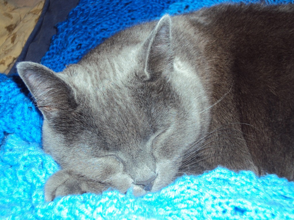 ollie